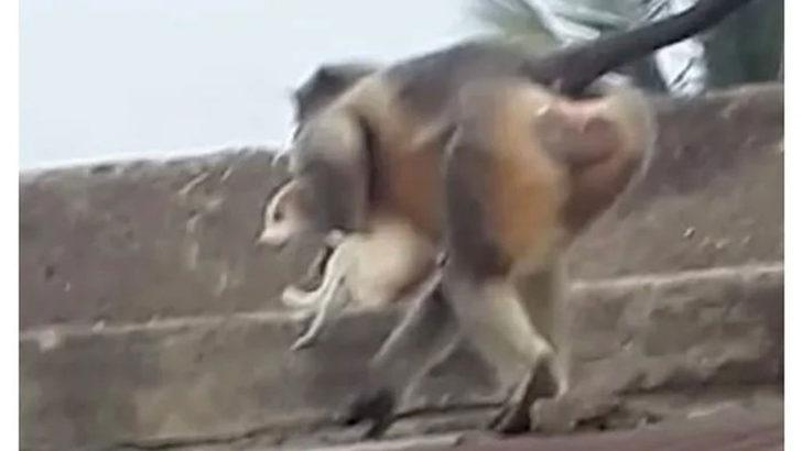 Hindistan'da akılalmaz iddia! Maymunlar intikam için 250'den fazla köpek öldürdü