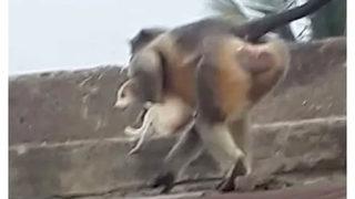 Hindistan'da akılalmaz iddia! Maymunlar intikam için 250'den fazla köpek öldürdü