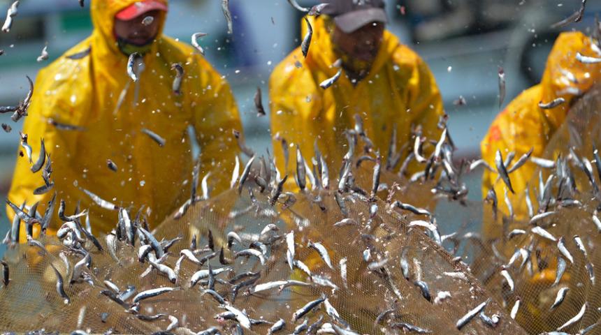 Hamsi dibe vurdu, son yılların en yüksek fiyatını gördü! ''Zamanında 2 liraya yeniliyordu''