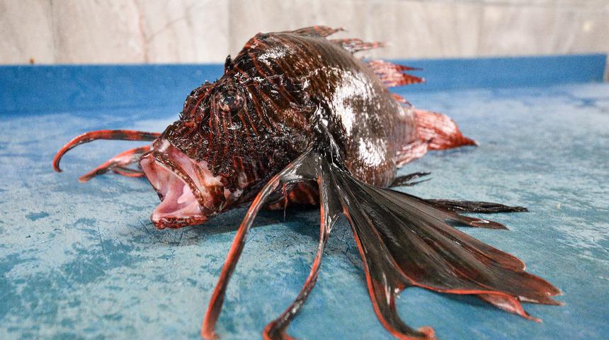 Tezgaha çıktıktan bir gün sonra tükeniyor! Zehirli aslan balığı yok satıyor