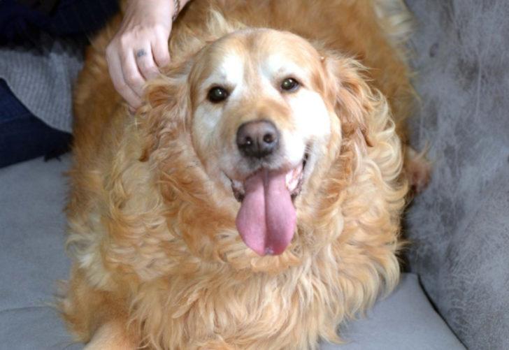 Obez köpek Paşa'nın şaşırtan değişimi! 55 kilodan 24 kiloya düştü