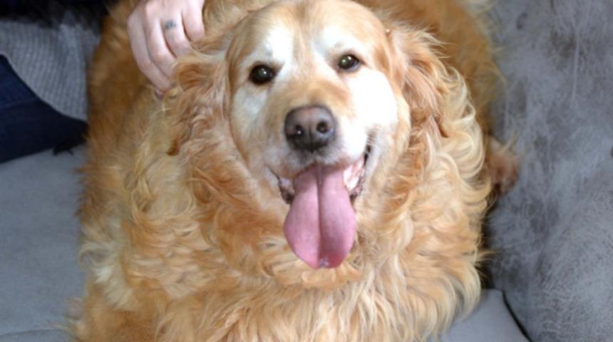 Obez köpek Paşa'nın şaşırtan değişimi! 55 kilodan 24 kiloya düştü