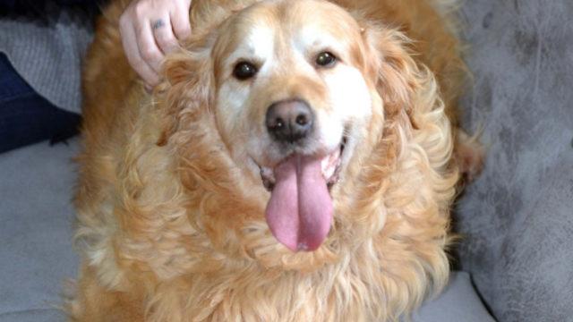 Obez köpek Paşa'nın şaşırtan değişimi! 55 kilodan 24 kiloya düştü