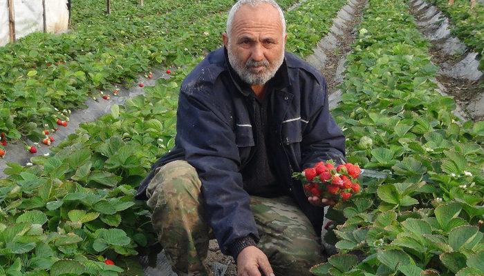 Mersin'de çilek kış ortasında hasat edildi, kilosu 22 lira! Talepleri karşılayamıyoruz