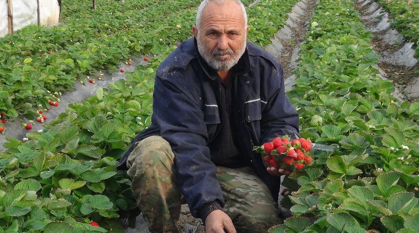 Mersin'de çilek kış ortasında hasat edildi, kilosu 22 lira! Talepleri karşılayamıyoruz