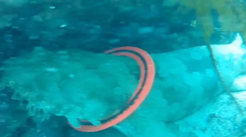 Köpek balığındaki ölümcül detay kahretti! ''Ne yazık ki çok bir ömrü olmayacak''