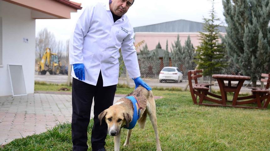 Kahramankazan il&ccedil;esinde bir k&ouml;pek domuzların saldırısı sonucu ağır yaralandı