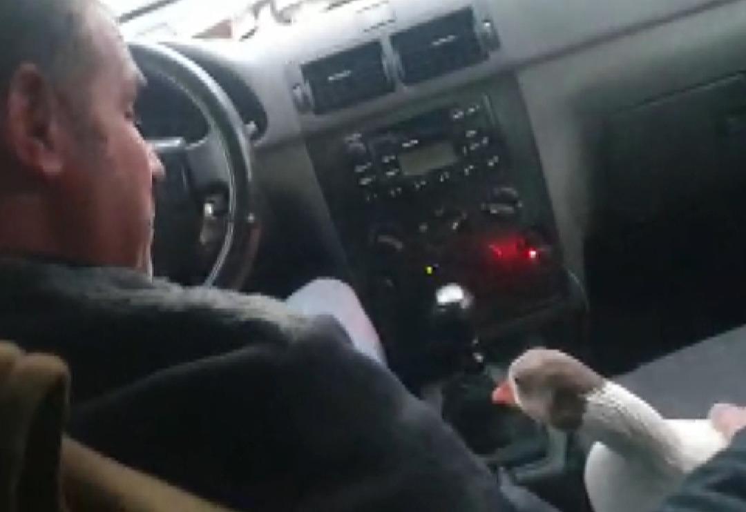 Yolda bulduğu kazı otomobiliyle gezdirip iş yerine g&ouml;t&uuml;r&uuml;yor! Bu bağ g&ouml;renleri şaşırtıyor