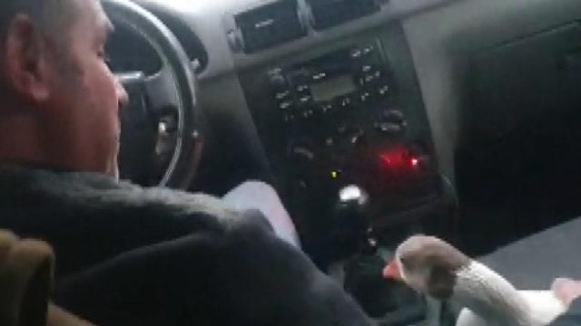 Yolda bulduğu kazı otomobiliyle gezdirip iş yerine götürüyor! Bu bağ görenleri şaşırtıyor