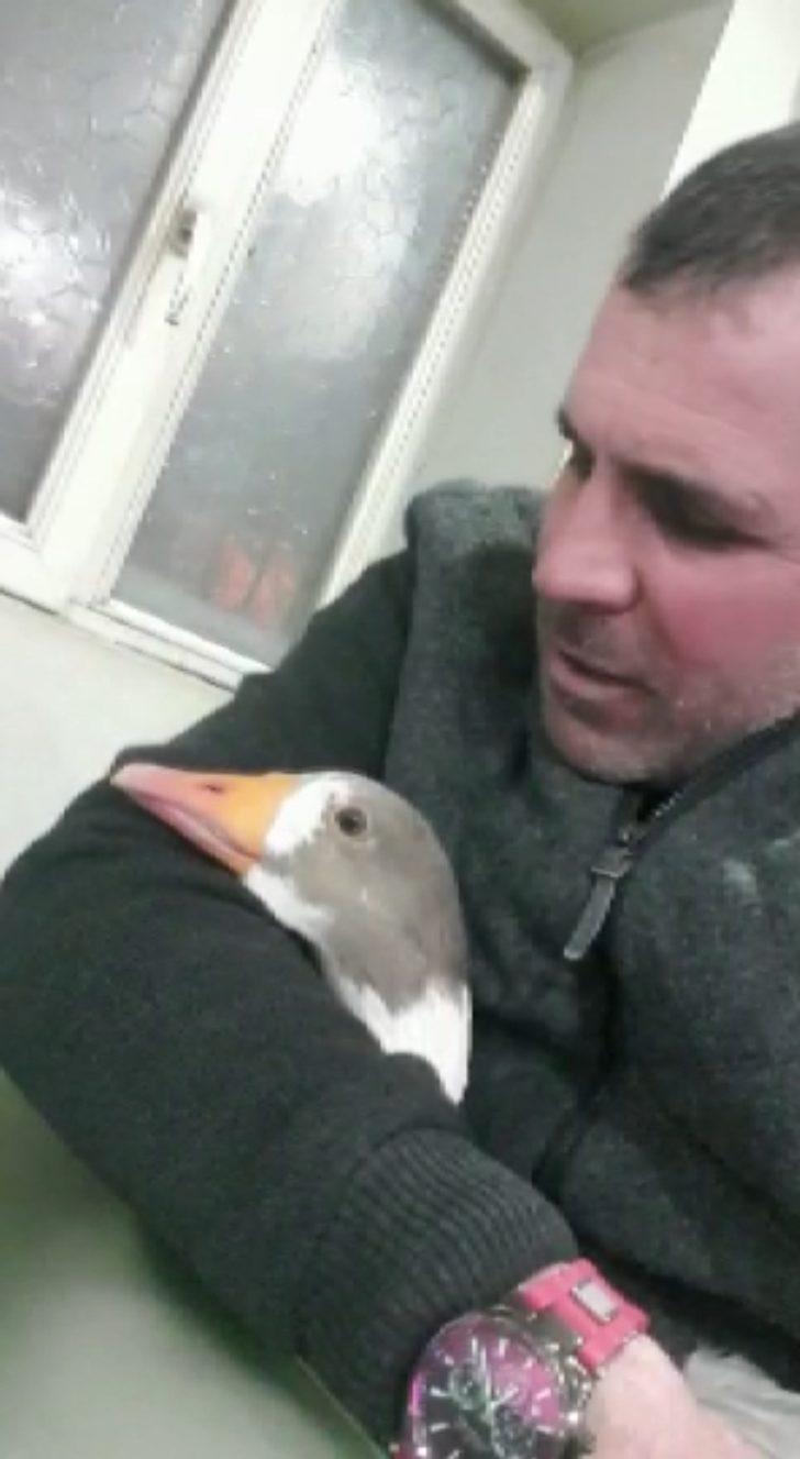 Yolda bulduğu kazı otomobiliyle gezdirip iş yerine götürüyor! Bu bağ görenleri şaşırtıyor G1