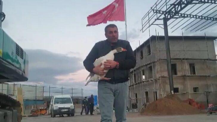 Yolda bulduğu kazı otomobiliyle gezdirip iş yerine götürüyor! Bu bağ görenleri şaşırtıyor G2