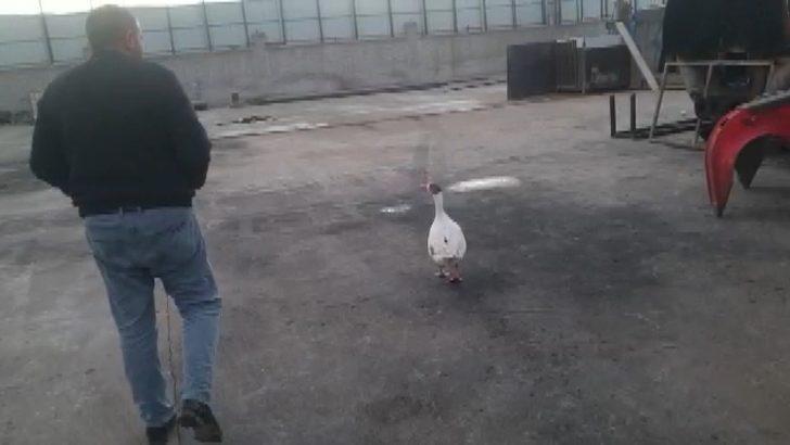 Yolda bulduğu kazı otomobiliyle gezdirip iş yerine götürüyor! Bu bağ görenleri şaşırtıyor G3