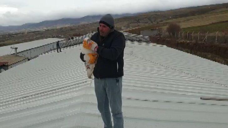 Yolda bulduğu kazı otomobiliyle gezdirip iş yerine götürüyor! Bu bağ görenleri şaşırtıyor G4