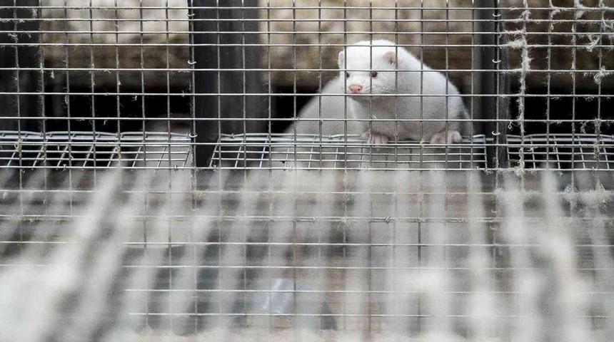 Koronavir&uuml;se yakalanan 500 vizon 90 g&uuml;n karantinaya alındı