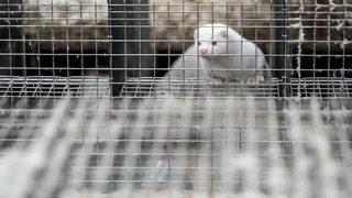 Koronavirüse yakalanan 500 vizon 90 gün karantinaya alındı