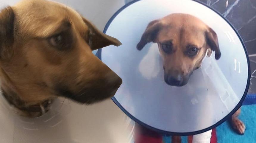 Yaralı k&ouml;pek &Ccedil;aki'ye okul m&uuml;d&uuml;r&uuml; sahip &ccedil;ıktı! &Ouml;ğrenciler k&ouml;şe hazırladı