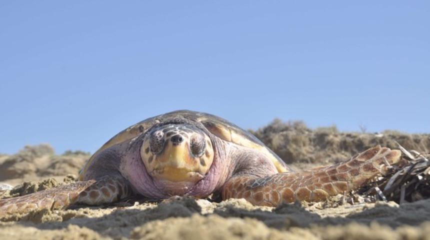 T&uuml;rkiye'de bir ilk! 3 yıl sonra evine d&ouml;nd&uuml;