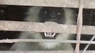 Hindistan'da intikam için 250 köpek öldüren maymunlar kafese atıldı!