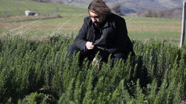 Samsun'da doktor tarım arazilerini kiraladı! O bitkinin yağını şimdi Almanya ve Fransa'ya gönderiyor