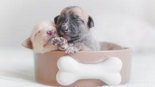 Can dostlarını en iyisiyle beslemek isteyen ama bütçesini de düşünmek zorunda olanlara mama önerileri