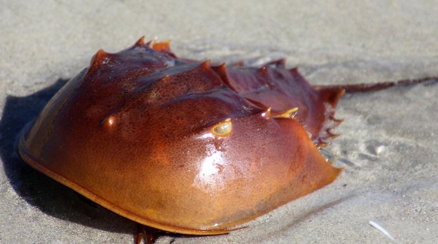 Korona aşılarının testinde kullanılıyordu! At nalı yengeçleri tehlikede: Kanları 500 milyar dolar