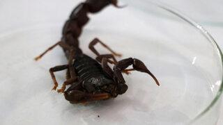 İran kökenli olduğu sanılıyordu! Kara akrep sadece Türkiye'de var