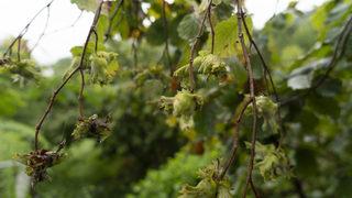 Bir gün içinde 7 lira değer kaybetti... Fındık fiyatı 37 liradan 30 liraya düştü