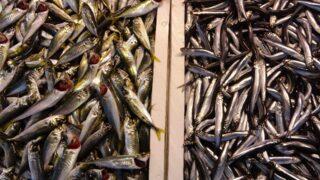 Hamsi kayıplarda! Kilosu 50-60 TL’den satılıyor