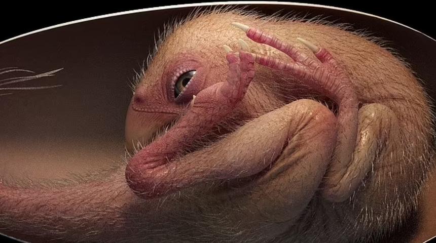 Çin'de 72 milyon yıllık dinozor embriyosu bulundu