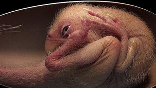 Çin'de 72 milyon yıllık dinozor embriyosu bulundu