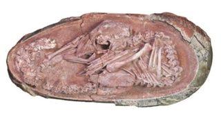 En az 66 milyon yaşında! İyi korunmuş dinozor embriyosu bulundu