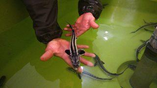 10 yıl önce Rusya'dan getirildi! Kilosu 12 bin dolar