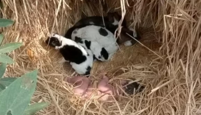 Hindistan'da sokağa atılan bebeğe köpek yavruları sahip çıktı