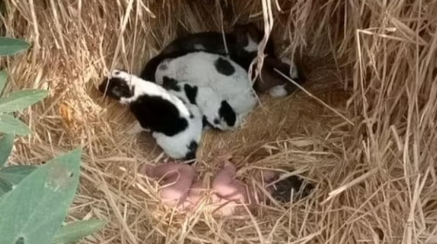 Hindistan'da sokağa atılan bebeğe k&ouml;pek yavruları sahip &ccedil;ıktı