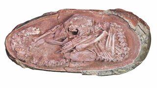 Çin'de 'mükemmel bir şekilde korunmuş' bir dinozor embriyosu bulundu