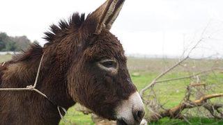 Son Dakika: Eşek büyükbaş mı yoksa küçükbaş hayvan mı? Yargıtay'dan dikkat çeken karar