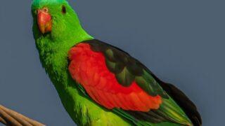 Avustralya'daki papağanlar ölmeye başladı: Nedeni alkol!