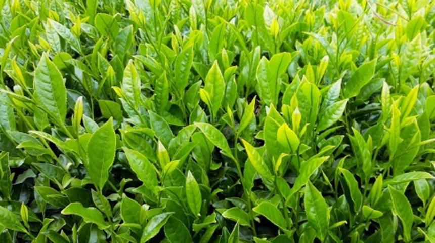 Sri Lanka'da bir ilk! İran'a olan petrol borçlarını çayla kapatacaklar