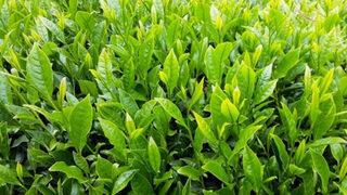 Sri Lanka'da bir ilk! İran'a olan petrol borçlarını çayla kapatacaklar