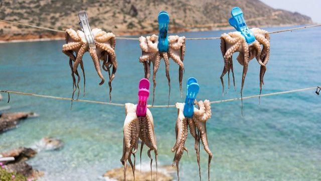 Dünyanın ilk ahtapot çiftliği: Acıyı ve mutluluğu hisseden ahtapotlar, yiyecek olarak yetiştirilmeli mi?