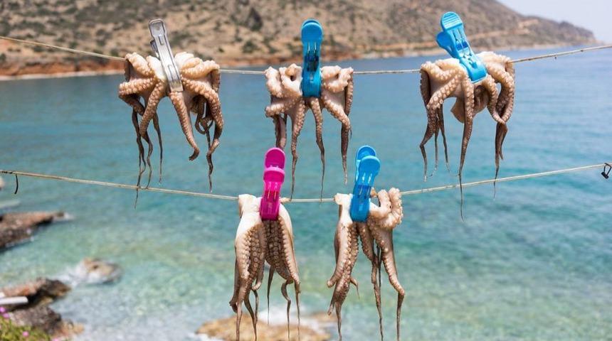 Dünyanın ilk ahtapot çiftliği: Acıyı ve mutluluğu hisseden ahtapotlar, yiyecek olarak yetiştirilmeli mi?