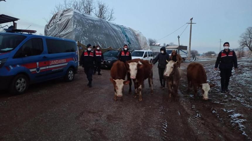 Bursa'da büyükbaş hayvan çalan 3 kişi gözaltına alındı