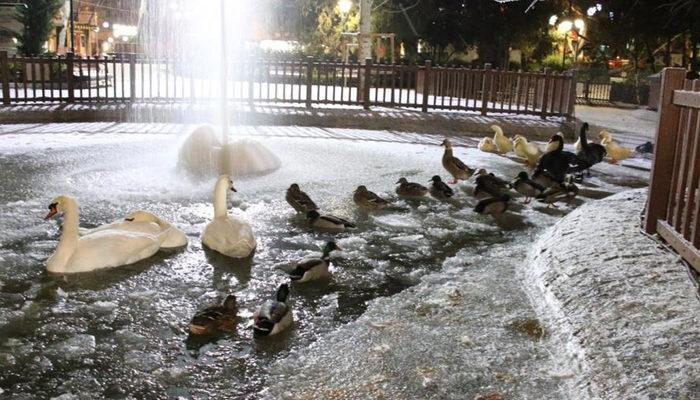 Yer: Ankara! Kuğulu Park buz tuttu: Görünce şaşırdık