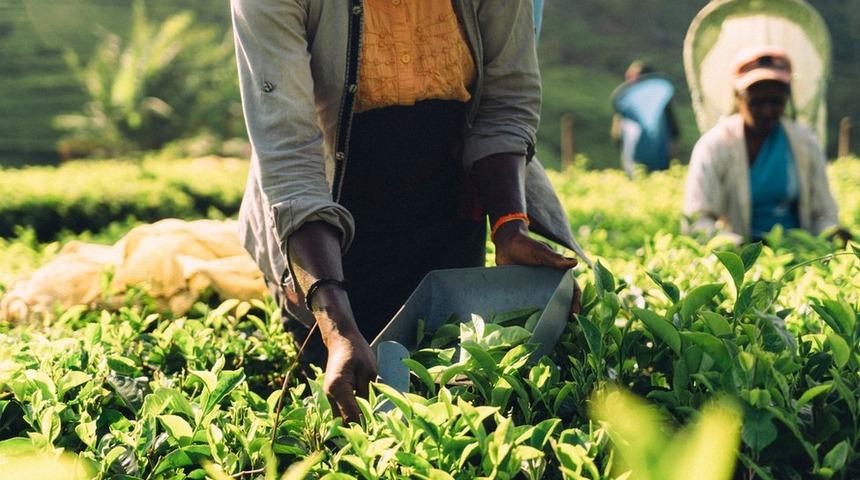 Sri Lanka, İran&rsquo;a olan petrol borcunu &ccedil;ayla &ouml;demeyi planlıyor