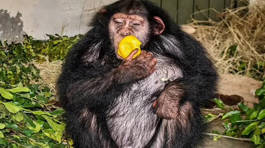 Aldığı yaralara dayanamadı! Şempanzeyi diğer şempanzeler öldürdü