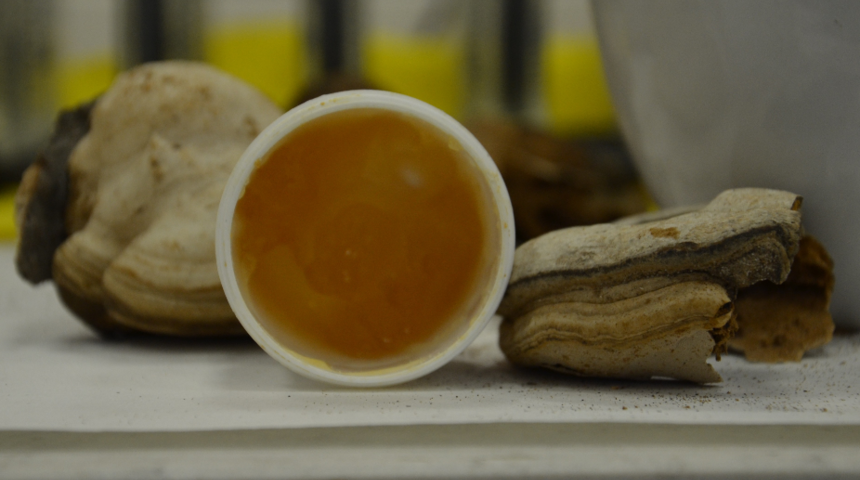 Kav mantarı mucizesi! Kanamaları erken durduran formül bulundu