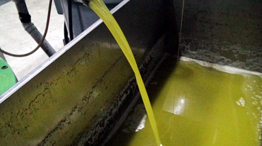 Tuz ruhuyla test ediliyor! İşte gerçek zeytinyağını anlamanın yolu