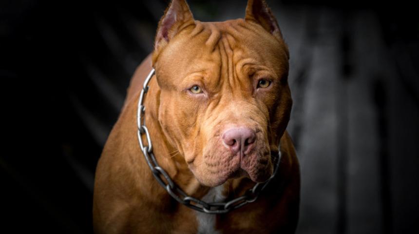 Pitbull tehlikeli mi, beslemek yasak mı? Pitbull besleyenler nereye şikayet edilir?