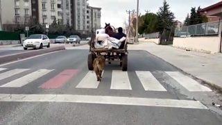 Tekirdağ'da tepki çeken görüntü! Köpeği at arabasına bağlayıp böyle koşturdu