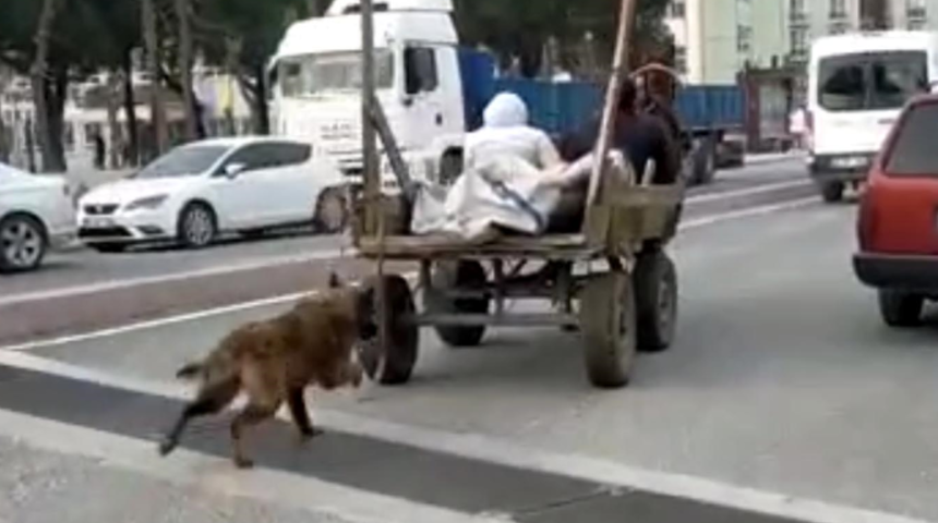 Vicdansızlık! Köpeği at arabasına bağlayıp koşturdu: İşkence yapmadım
